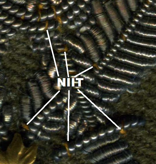 NIIT.jpg