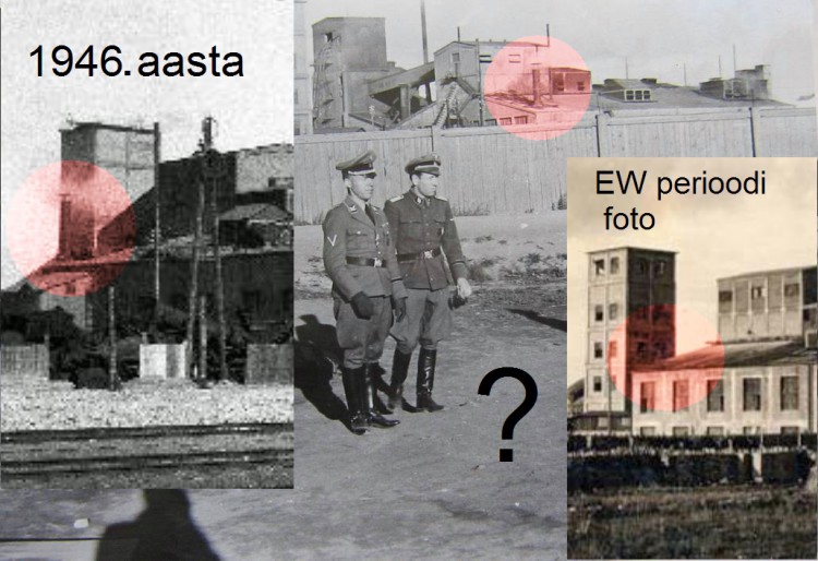 Kivi.jpg
